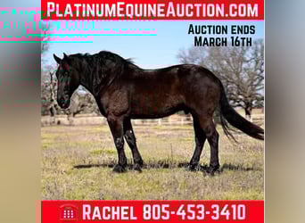 Percheron, Wallach, 7 Jahre, 175 cm, Rappe, in Post Oak Bend City TX