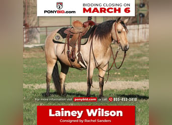 Quarter Pony, Merrie, 8 Jaar, Buckskin, in Joshua, TX,