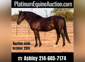 American Morgen Horse, Hongre, 16 Ans, 152 cm, Noir, in Weatherford TX,