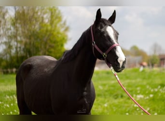 Ungarisches Sportpferd, Stute, 16 Jahre, 169 cm, Rappe, in Zádor