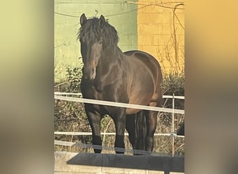 PRE, Stallion, 10 years, 16.2 hh, Bay-Dark, in Mijas,
