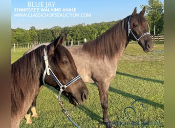 Tennessee Walking Horse, Wallach, 9 Jahre, 142 cm, Roan-Blue, in London, KY,