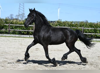 Fries paard, Merrie, 5 Jaar, 160 cm, Zwart, in Mijnsheereland,