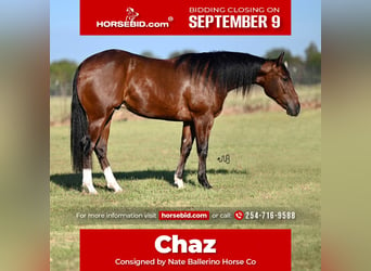 American Quarter Horse, Castrone, 2 Anni, 150 cm, Baio ciliegia, in Waco, TX,