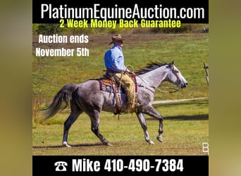 Quarter horse américain, Hongre, 6 Ans, 157 cm, Gris pommelé, in Mountain Grove MO,