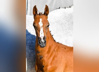 Hanoverian, Stallion, 2 years, Gray-Red-Tan, in Wetschen,