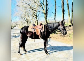 Tennessee walking horse, Gelding, 13 years, 15 hh, Black, in Carnesville,