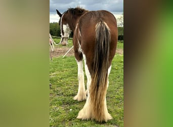 Clydesdale, Mare, 3 years, , in northwich