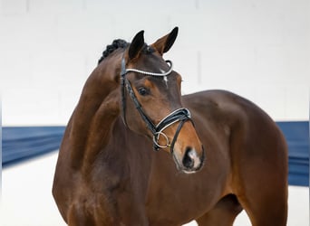 Mare 3 years