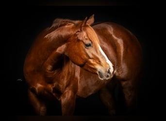 American Quarter Horse, Giumenta, 10 Anni, 147 cm, Sauro, in Dielheim