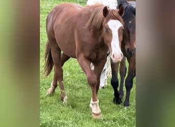 Caballo cuarto de milla Mestizo, Semental, 2 años, 148 cm, Alazán, in Buchen (Odenwald)