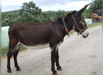 Esel, Stute, 19 Jahre, 135 cm, Rappe, in BERGA, BARCELONA,