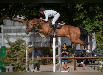Niemiecki koń sportowy, Wałach, 10 lat, 173 cm, Gniada, in Riedstadt,