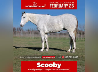American Quarter Horse, Wałach, 7 lat, 157 cm, Siwa jabłkowita, in Weatherford, TX,