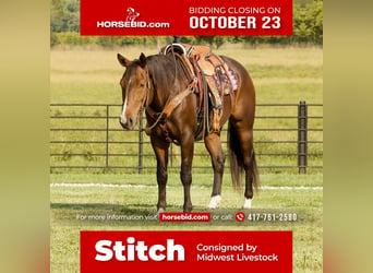American Quarter Horse, Wałach, 8 lat, 152 cm, Gniada, in Buffalo,