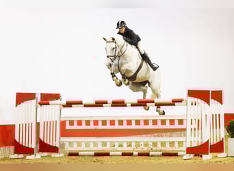 Anglo European Studbook, Ogier, 14 lat, 175 cm, , in Waddinxveen