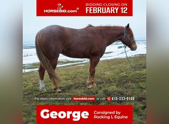 Quarter horse américain, Hongre, 6 Ans, 140 cm, Rouan Rouge, in Joy,