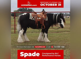 Gypsy Horse, Gelding, 15 years, in Grand Saline, TX,