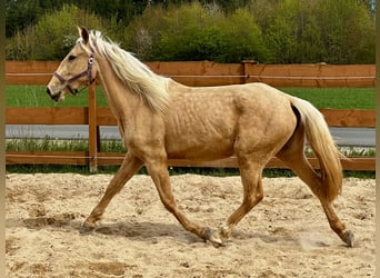 Andalusiër Mix, Merrie, 3 Jaar, 158 cm, Palomino, in Gößweinstein