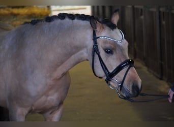 Pony tedesco, Stallone, 3 Anni, 145 cm, Pelle di daino, in Treuenbrietzen,