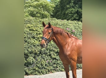 Mare 3 years