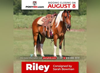 Plus de poneys/petits chevaux, Hongre, 11 Ans, 140 cm, Bai cerise, in Carthage, TX,