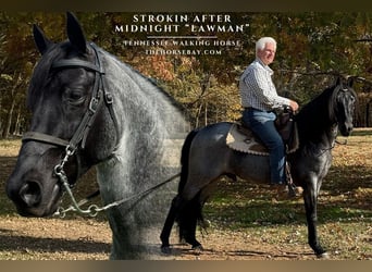 Tennessee walking horse, Ruin, 8 Jaar, 155 cm, Roan-Blue, in Cedar Grove, TN
