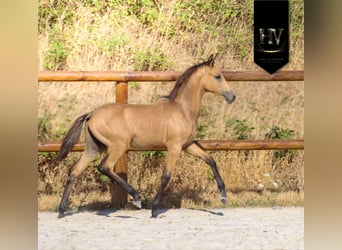 KWPN, Semental, Potro (01/2026), Buckskin/Bayo, in Grury