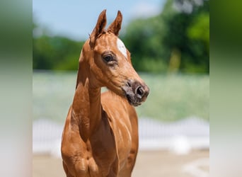 Westphalian, Mare, Foal (05/2026), Chestnut, in Mnster-Handorf