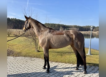 Westfaliano, Yegua, 7 años, 168 cm, Castaño, in Weisendorf,