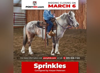 Plus de poneys/petits chevaux, Jument, 11 Ans, 91 cm, in Valley Springs, SD,