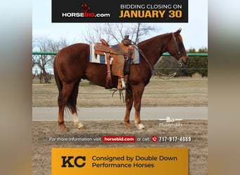 Quarter horse américain, Hongre, 7 Ans, 150 cm, Alezan cuivré, in Cushing, OK,
