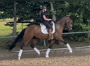 Wallach 4 Jahre Wallach 4 Jahre