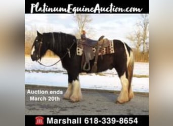 Gypsy Horse, Gelding, 12 years, Tobiano-all-colors, in Effingham IL,