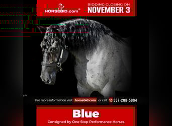 Arbeitspferd Mix, Wallach, 6 Jahre, 168 cm, Roan-Blue, in Holmen