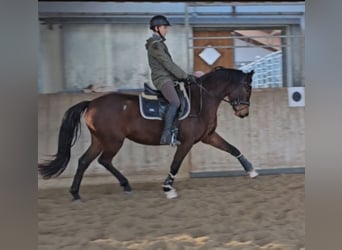 Oldenburg, Mare, 4 years, 15.2 hh, Brown, in Sankt Wolfgang,