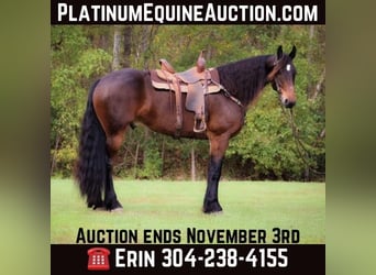 American Morgen Horse, Hongre, 6 Ans, 165 cm, Bai cerise, in Flemingsburg KY,