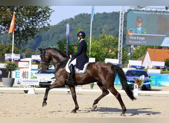 Württemberger, Wallach, 10 Jahre, 175 cm, Rappe, in G&#xF6;rlitz