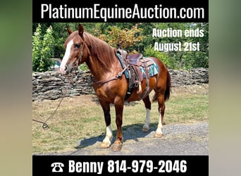 American Quarter Horse, Gelding, 9 years, Sorrel, in Everett PA,