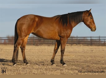 American Quarter Horse, Merrie, 9 Jaar, 147 cm, Roodbruin, in Weatherford