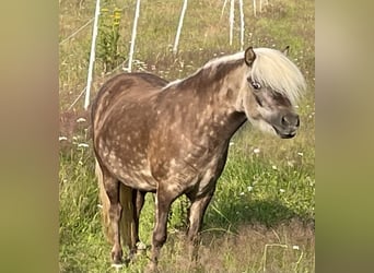 Hohenbuch’s Carlotta