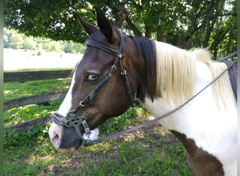 SFS Sparks Wimp Jewel aka Baby