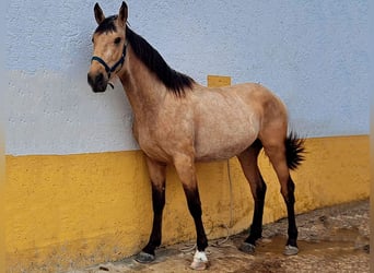 Andaluces, Semental, 3 años, 160 cm, Buckskin/Bayo, in Cacéres