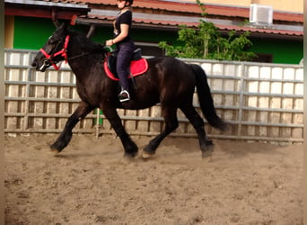 Autres chevaux de trait, Hongre, 4 Ans, 165 cm, Noir, in Buttstädt,