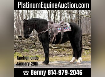 American Quarter Horse, Ruin, 6 Jaar, Zwart, in Everett Pa,