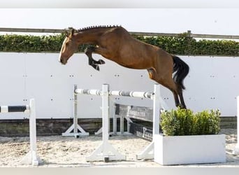 Zangersheide, Semental, 3 años, 168 cm, Castaño, in Waddinxveen,