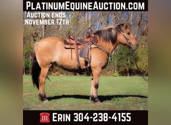 Quarter horse américain, Hongre, 14 Ans, 150 cm, Buckskin, in Flemingsburg kY,