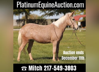 Maultier, Wallach, 10 Jahre, 145 cm, Palomino, in Effingham IL,