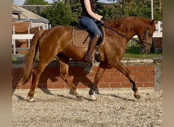 Gelding 5 years