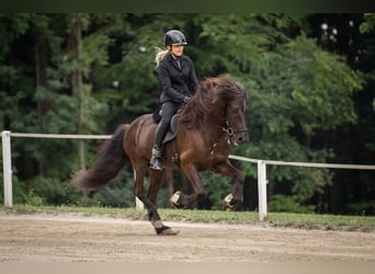Icelandic Horse, Gelding, 13 years, 13,2 hh, Black, in Lochen am See